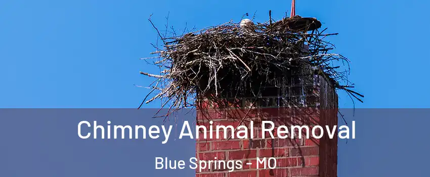  Chimney Animal Removal Blue Springs - MO