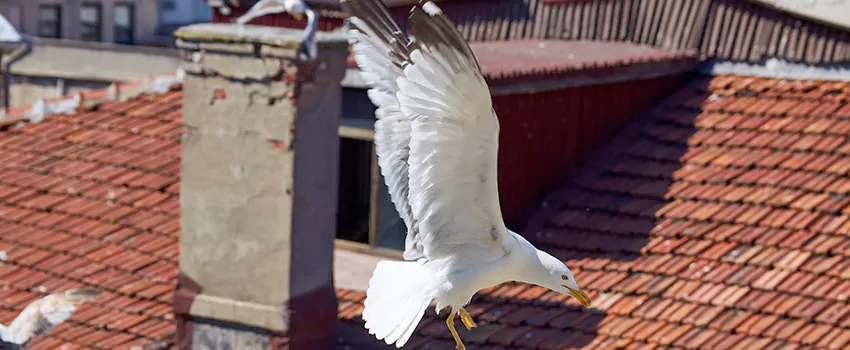 Residential Chimney Animal Removal Solution in Blue Springs, MO